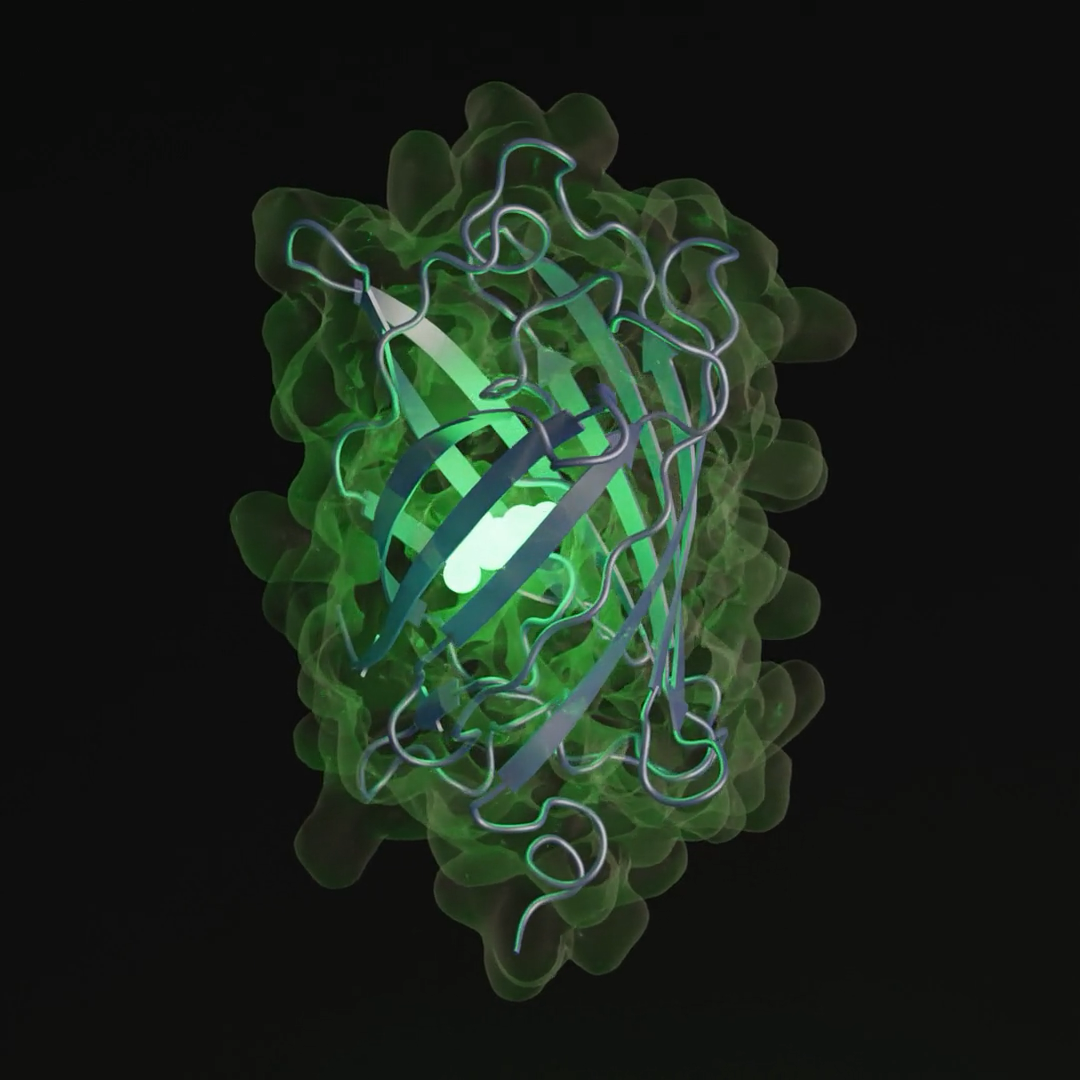 Description of the image